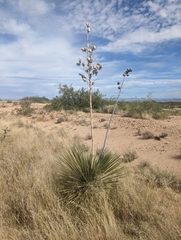 Yucca elata