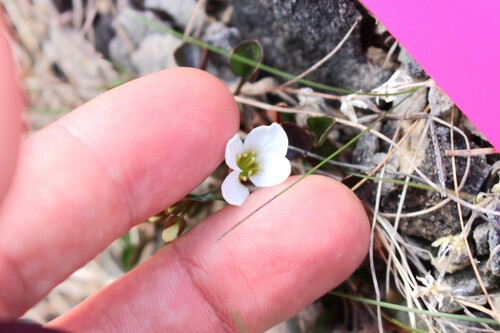 Image of Cardamine magnifica by (c) Joe Potter Butler, some rights reserved (CC BY)