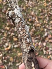 Peniophora albobadia