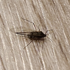 Tuberolachnus salignus