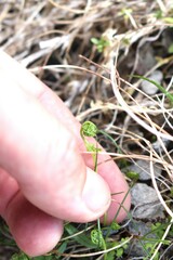 Cystopteris tasmanica