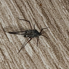 Tuberolachnus salignus