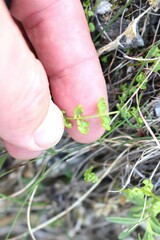 Cystopteris tasmanica