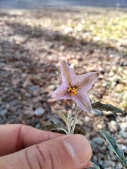 Solanum elaeagnifolium