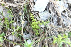 Cystopteris tasmanica