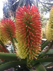 Aloe helenae