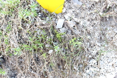 Cystopteris tasmanica