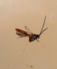 Campopleginae