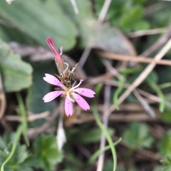 Dianthus armeria