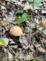 Leratiomyces squamosus