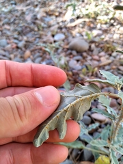 Solanum elaeagnifolium