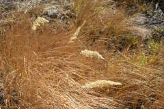 Calamagrostis stricta