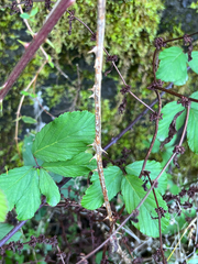 Rubus ulmifolius