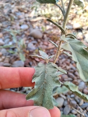 Solanum elaeagnifolium
