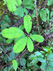 Rubus ulmifolius