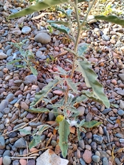 Solanum elaeagnifolium