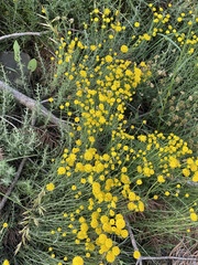 Santolina chamaecyparissus