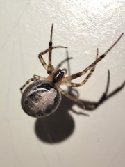 Zygiella x-notata