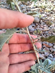 Solanum elaeagnifolium