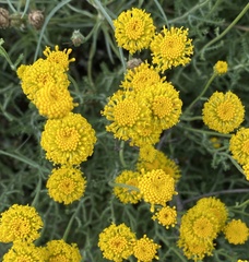 Santolina chamaecyparissus