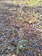 Solanum elaeagnifolium