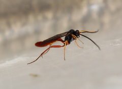 Campopleginae