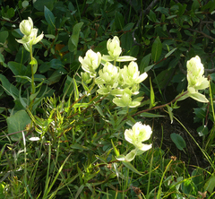 Castilleja septentrionalis