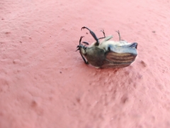 Ischnoscelis hoepfneri