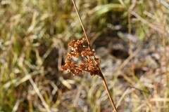 Juncus effusus