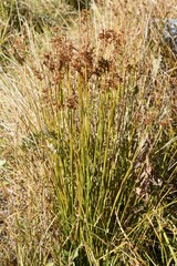 Juncus effusus