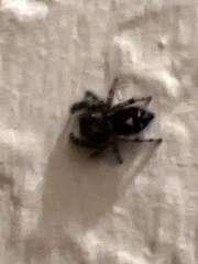 Phidippus audax