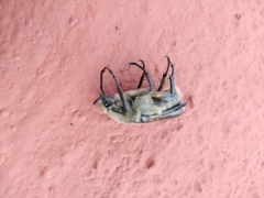 Ischnoscelis hoepfneri