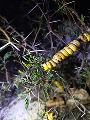 Prosopis strombulifera