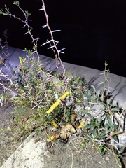 Prosopis strombulifera