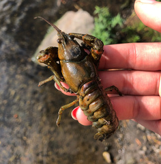 Faxonius rusticus × propinquus