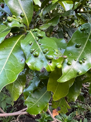 Aceria barbujanae