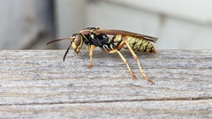 Polistes aurifer