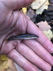 Rhinichthys cataractae