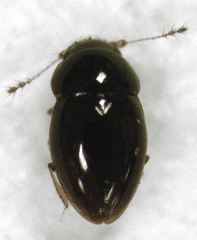Ptenidium laevigatum