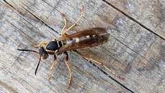 Polistes aurifer