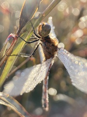 Sympetrum frequens