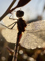 Sympetrum frequens