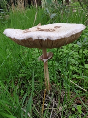 Macrolepiota