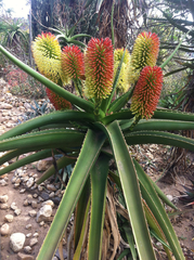 Aloe helenae