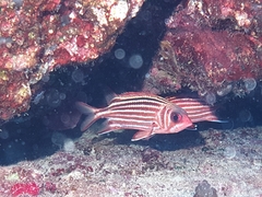Sargocentron rubrum