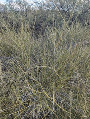 Ephedra trifurca