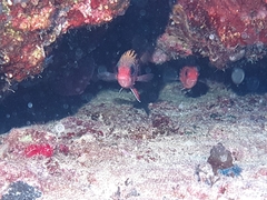 Sargocentron rubrum