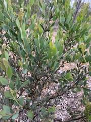 Acacia brachybotrya
