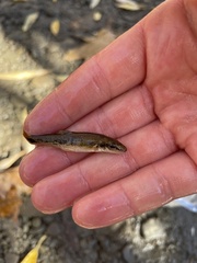 Rhinichthys cataractae