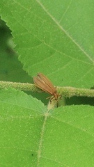 Lycinae
